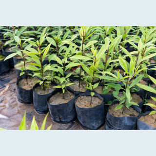 Plastic Planter Bags & Nursery Grow Bags NZ | Insinc