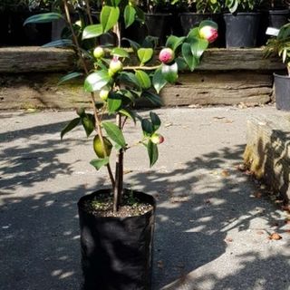 Planter Bags (PBS)/Sprayguards 64X64X150-80 BLACK.PB3/4 - Flexoplas